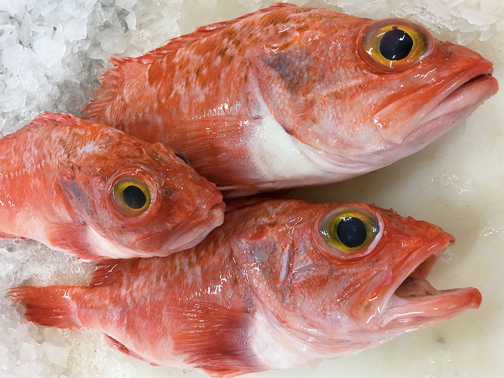 Rockfish / Sebastes norvegicus